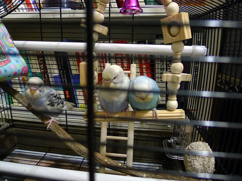 小鸚鵡們的舒適鳥籠