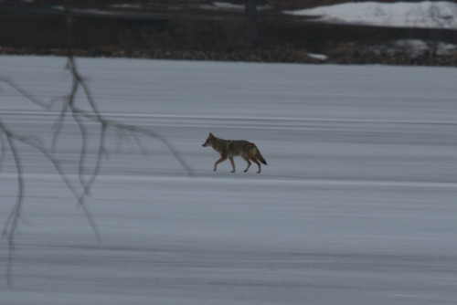 Coyote on the Ice