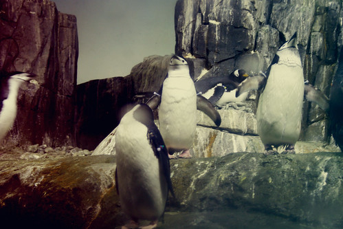 pinguinos central park zoo