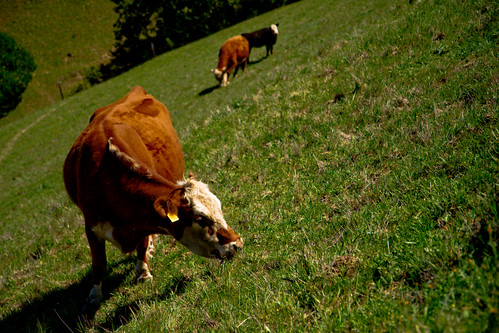 Cows, Morgan Territory