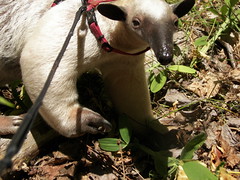Expressive anteater