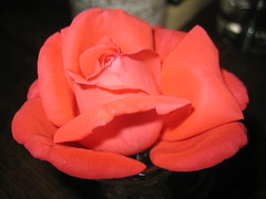 Summer rose, coral