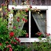 Window and roses by ter551