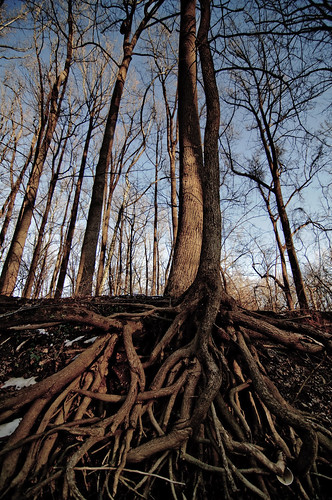 Rooted by AnyaLogic, on Flickr
