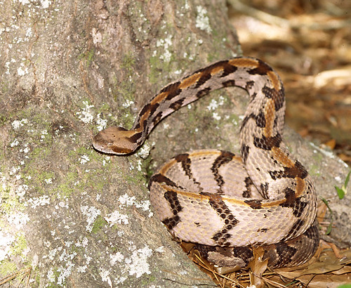 Timber Rattlesnake, south Georgia, USA 