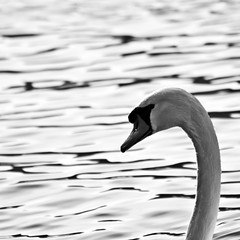Swan's head (by storvandre)