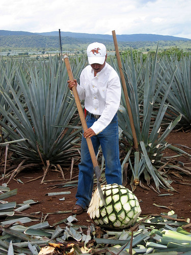 The agave fields of Jose Cuervo distillery