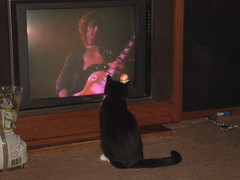 Bootsie watching Jimmy Page TSRTS dvd