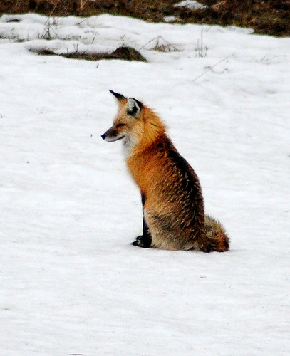 Still looking foxy