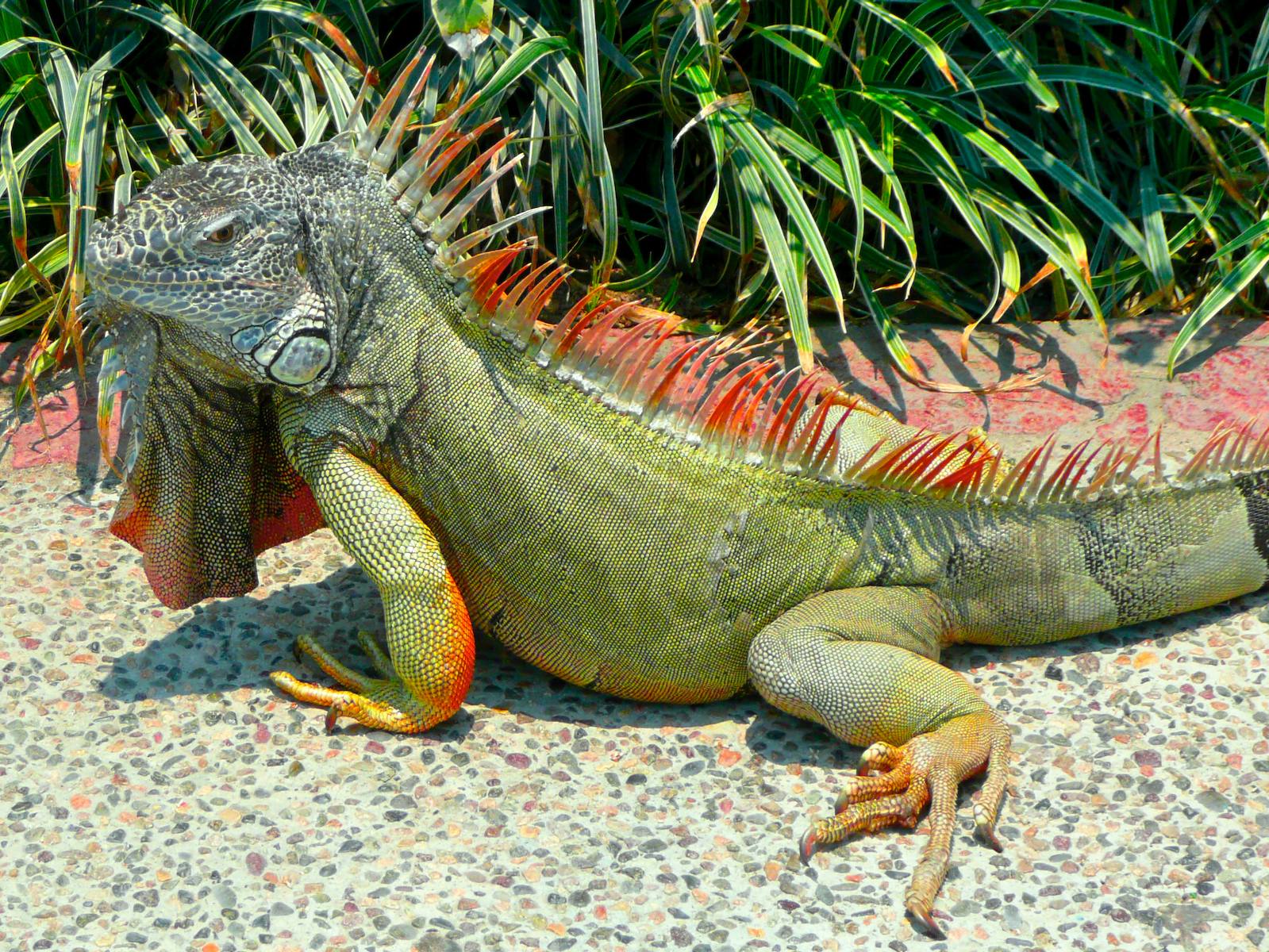 iguana giant