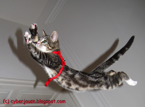 bibi flying cat