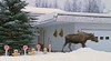 moose in Anchorage