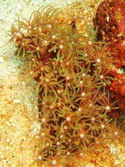 green star coral