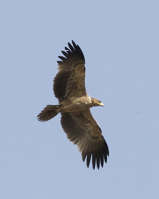 : Tawny Eagle (Aquila rapax)