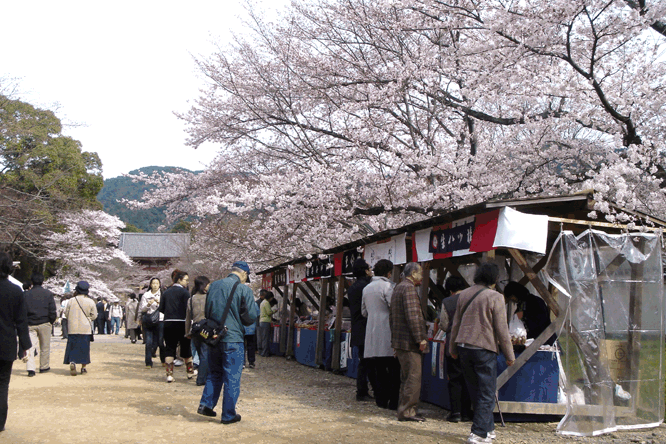 醍醐寺　桜　2006