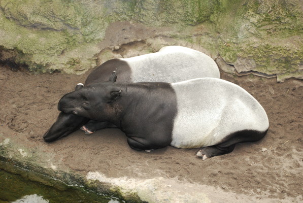 tapirs_1