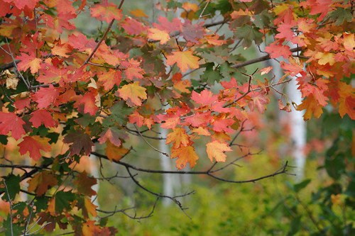 Autumn Leaves, Nebo Loop