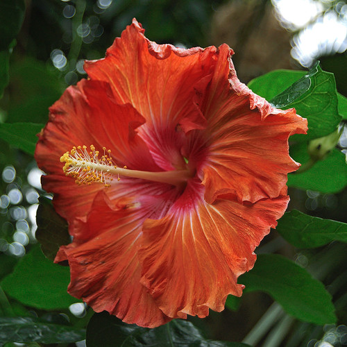 Missouri Botanical Garden (Shaw's Garden), in Saint Louis, Missouri, USA - orange flower in Climatron Greenhouse