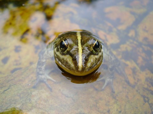 Cape river frog.