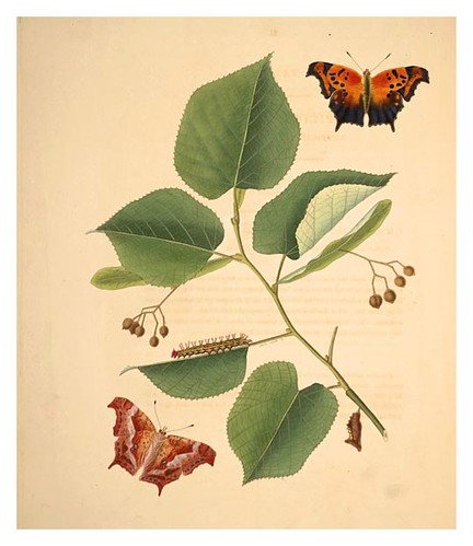 07-Illustration of Papilio C. Aureum. Tilia Alba 11