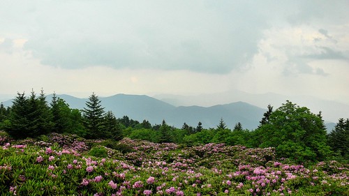 View from Roan Mountain Gardens