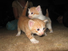 kittens 055