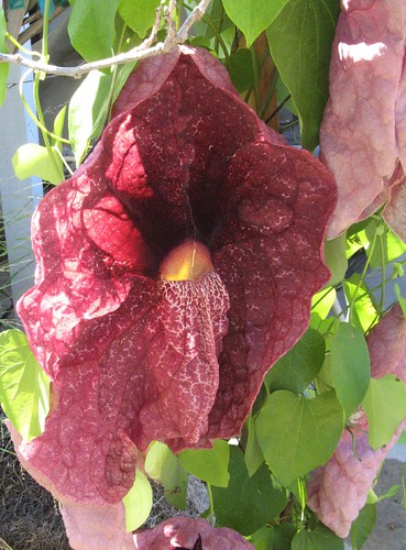 Aristolochia Gigantea Flower