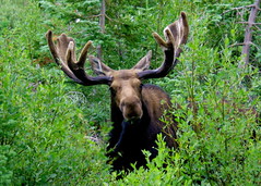 Shiras Moose - Grand Teton National Park