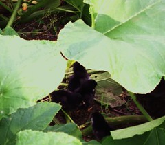 hide n seek in the squash plants
