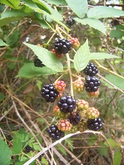 Black berries