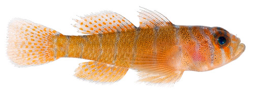 Rusty Gobe fish