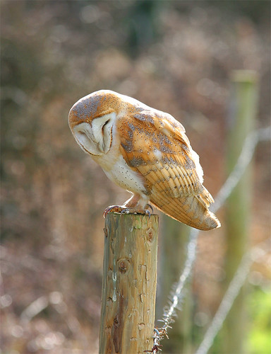 Barn Owl at Brook