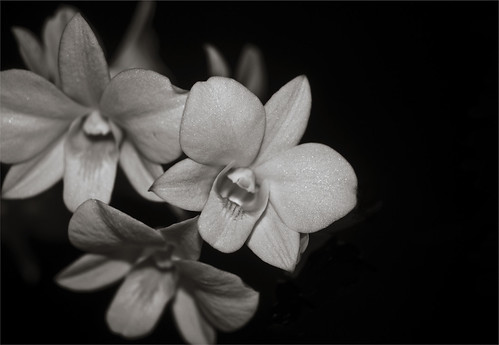 Orchids at home