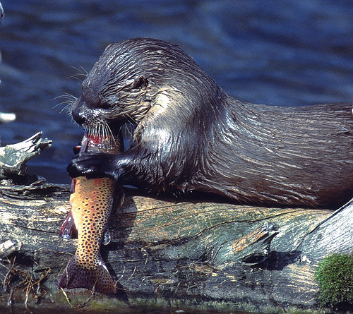 otterwithtrout