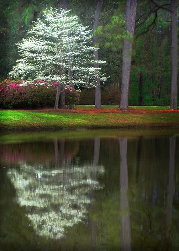 Dogwood In Bloom by pearson251