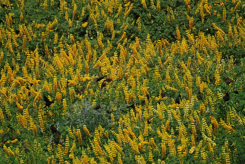 Mixed flock (yellow-headed blackbirds, red-winged blackbirds, tricolored blackbirds starlings) among yellow lupines