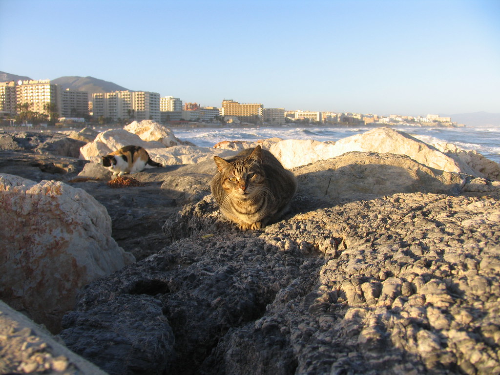 : Spain 2008 - Costa Del Sol - Benalmadena - Cats (2008-02-09)