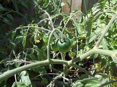 Tomato Plants #1