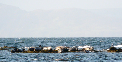 Seals (Seamill shore)