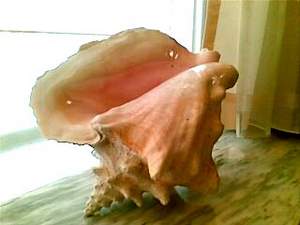 conch from the Caribbean