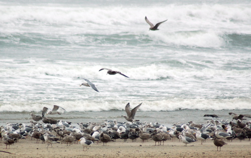 beach_gulls_crowd_flying_waves_500x315_enhanced