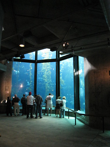 Kelp Forest Monterey Bay Aquarium
