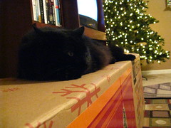 Huggy Bear enjoys the Christmas tree box