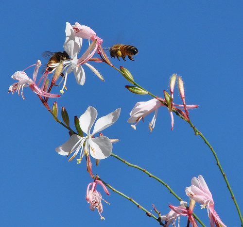 μέλισσα λουλούδι λογισμοί