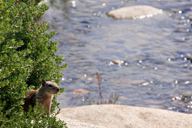 Ground Squirrel by River
