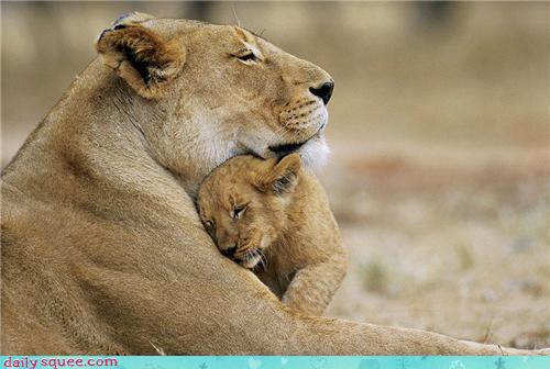lion cub cuddling up under mama lion's chin