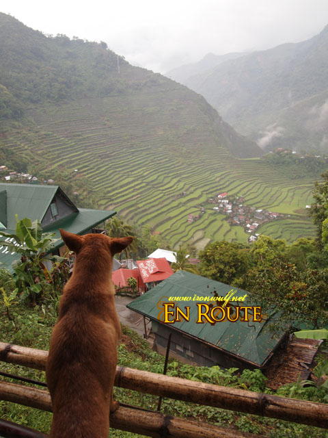 Even a dog could enjoy the view at Batad