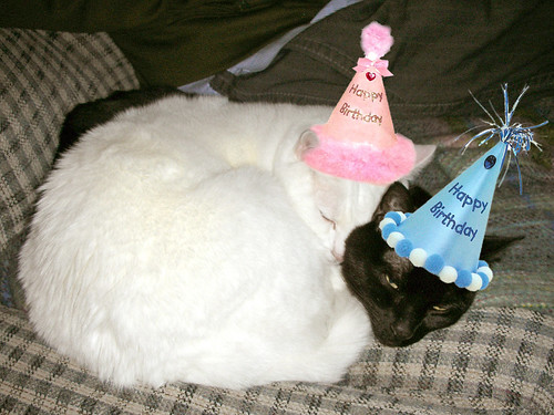 Happy Birthday Kitties!