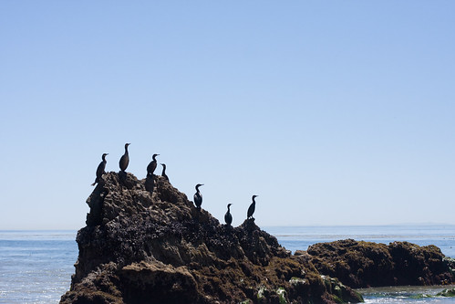 Cormorants at El Matador