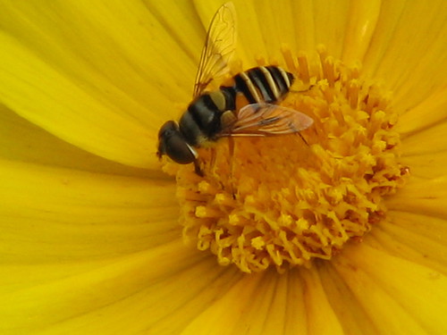 teeny bee on a coreopsis flower
